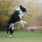 Apartments in Huntsville for Rent - Ariza Research - Stock photo of a dog catching a frizbee